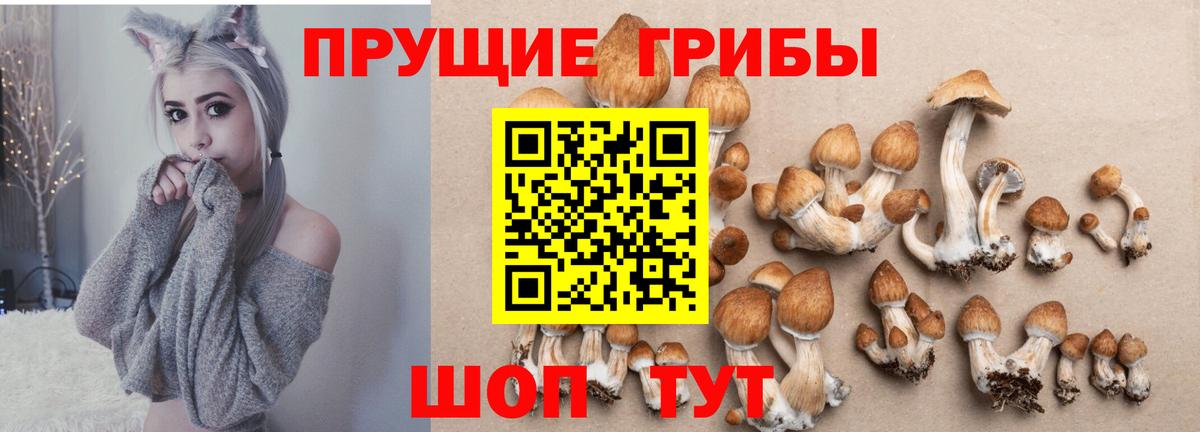 Псилоцибиновые грибы Psilocybine cubensis Уссурийск